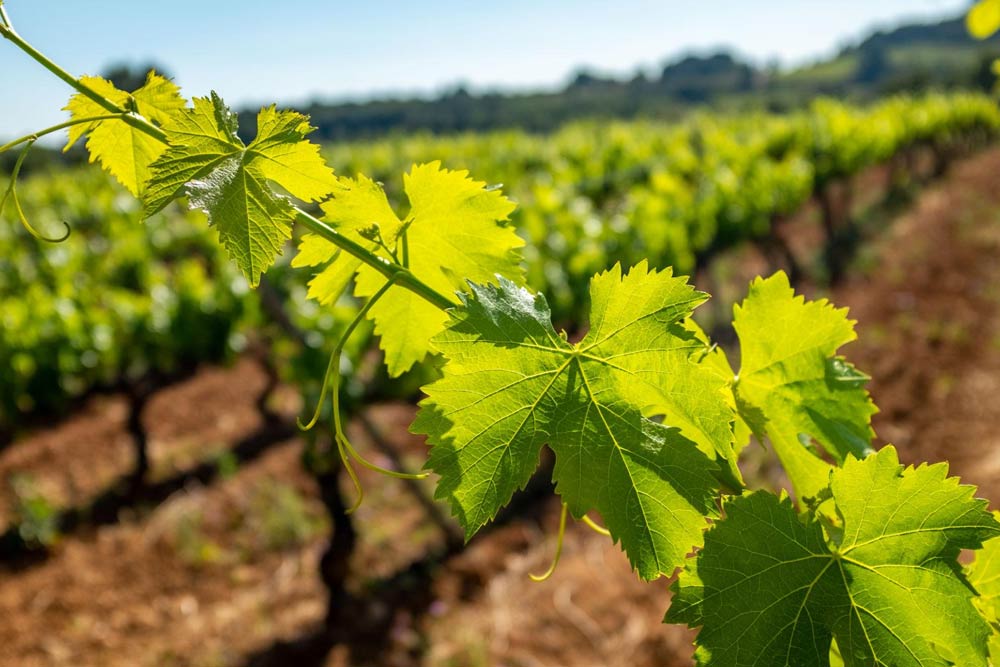 Vineyards
