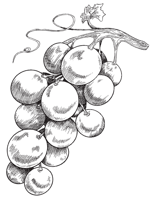 grape_cluster